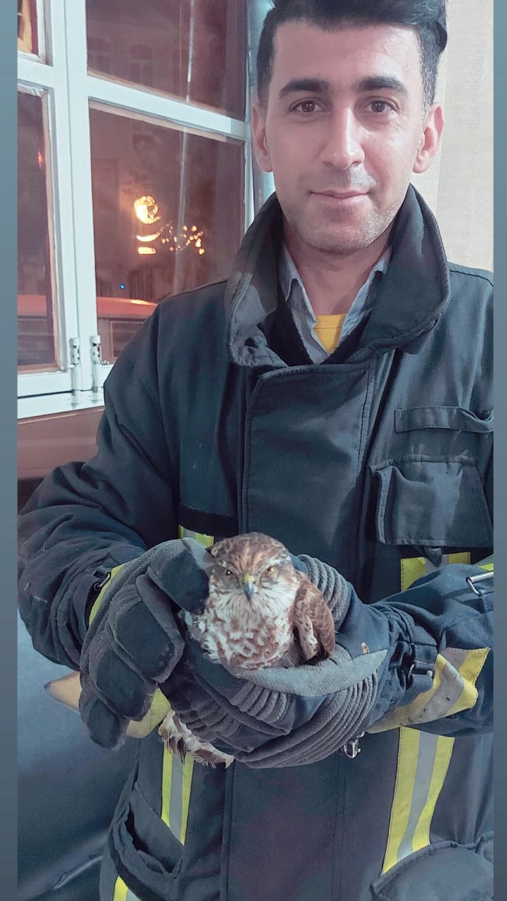 آتش‌نشانی قم پرنده شکاری نادر را به محیط زیست تحویل داد
