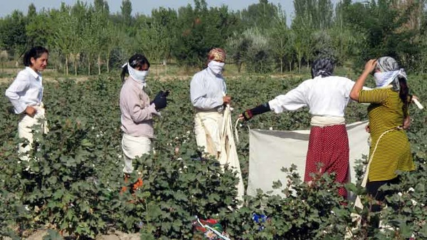 لغو تحریم صنعت پنبه ازبکستان پس از ممنوعیت کار کودکان