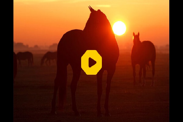 ببینید | ویدیویی باورنکردنی از تبدیل شدن زن خیانتکار به اسب؛ پشت پرده چیست؟