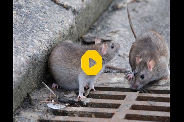 ببینید | ویدیویی پر بازدید از جولان موش‌ها در خیابان‌های قم!