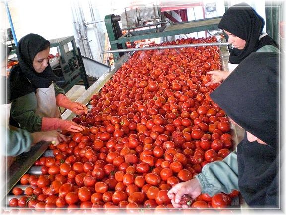 کارخانه رب گوجه فرنگی اسد آباد همچنان تعطیل است/ انتظار برای بازگشایی