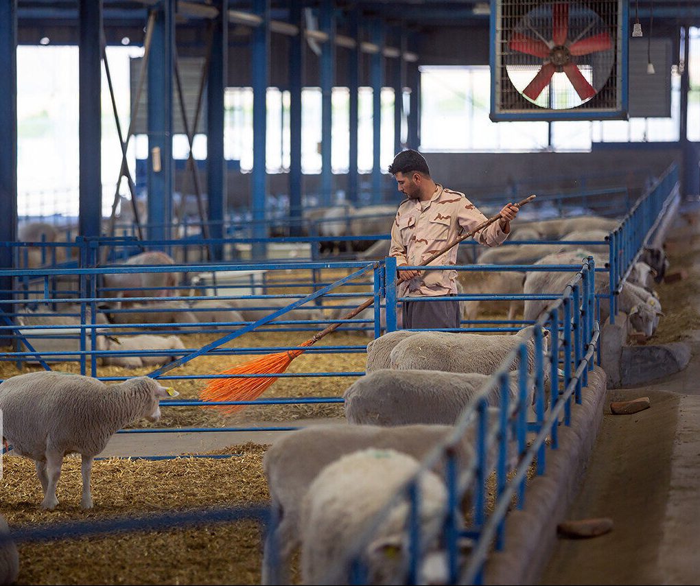 سالانه ۲۸۰ هزار راس گوسفند پرواری در قم پرورش می‌یابند