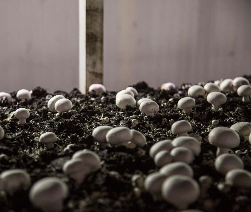 ظرفیت تولید سالانه قارچ در قم به ۲ هزار و ۵۸۰ تُن رسید
