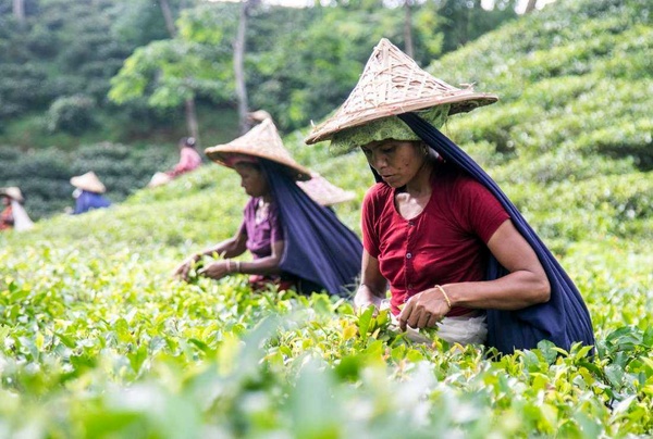تداوم اعتراضات کارگران مزارع چای بنگلادش برای افزایش مزد
