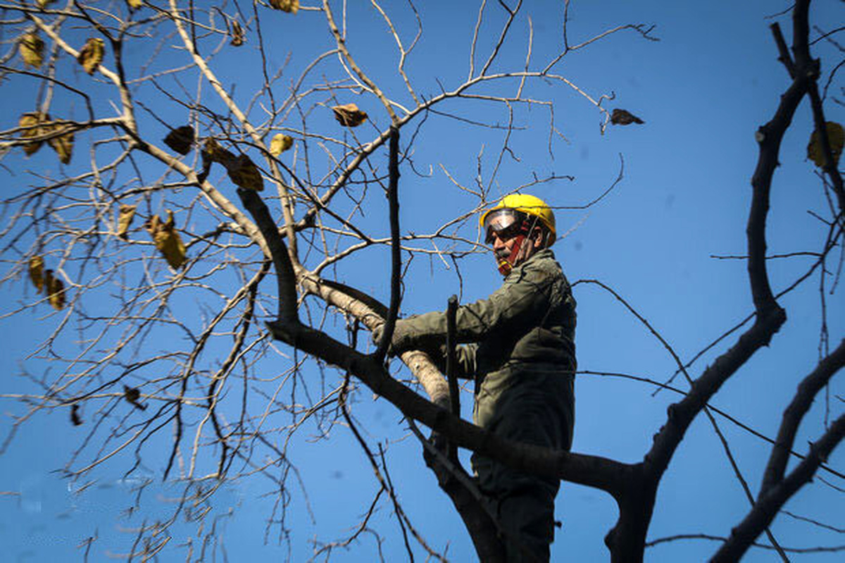 مرگ یک کارگر باغبان بر اثر سقوط از درخت
