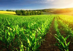 گسترش خدمات طرح کشاورزی قراردادی در سال زراعی جدید