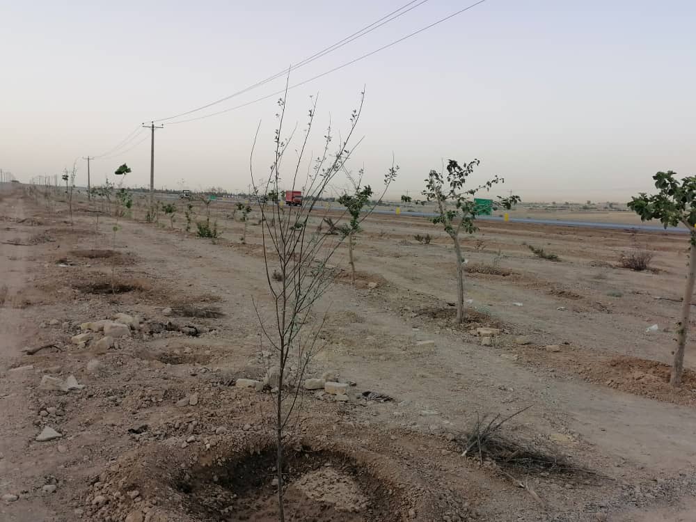 کاشت بیش از ۳۰۰۰ اصله درخت در فضای سبز ورودی خرمشهر قم