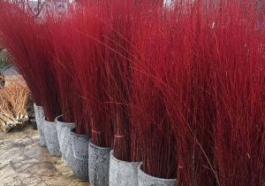 تولید و صادرات ۸۰۰ هزار شاخه بید قرمز در شهرستان محلات