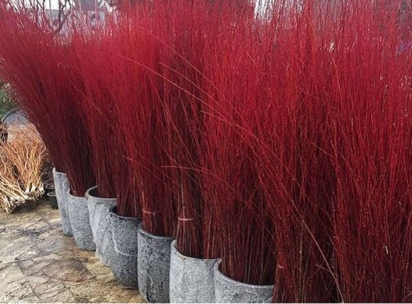 تولید و صادرات ۸۰۰ هزار شاخه بید قرمز در شهرستان محلات