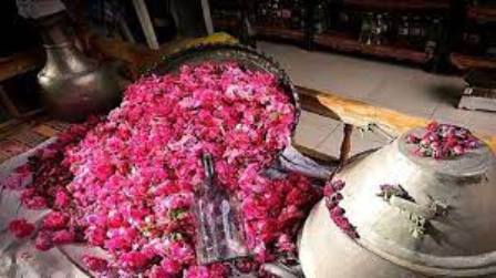 برداشت گل محمدی در گلستانهای کاشان آغاز شد