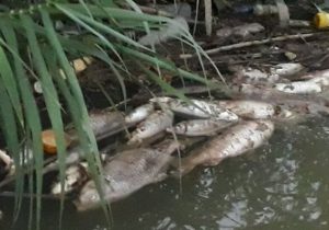 سیلاب، عامل اصلی مرگ و میر ماهیان سد ۱۵ خرداد دلیجان