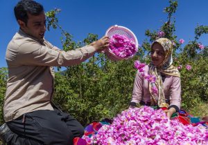 ۷۰ درصد گل محمدی تولیدی روستای وامنان گلاب گیری می شود